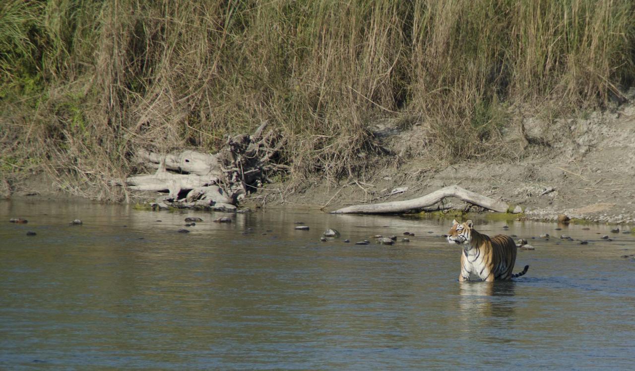 Bardia Wildlife Resort Bardiya Eksteriør billede