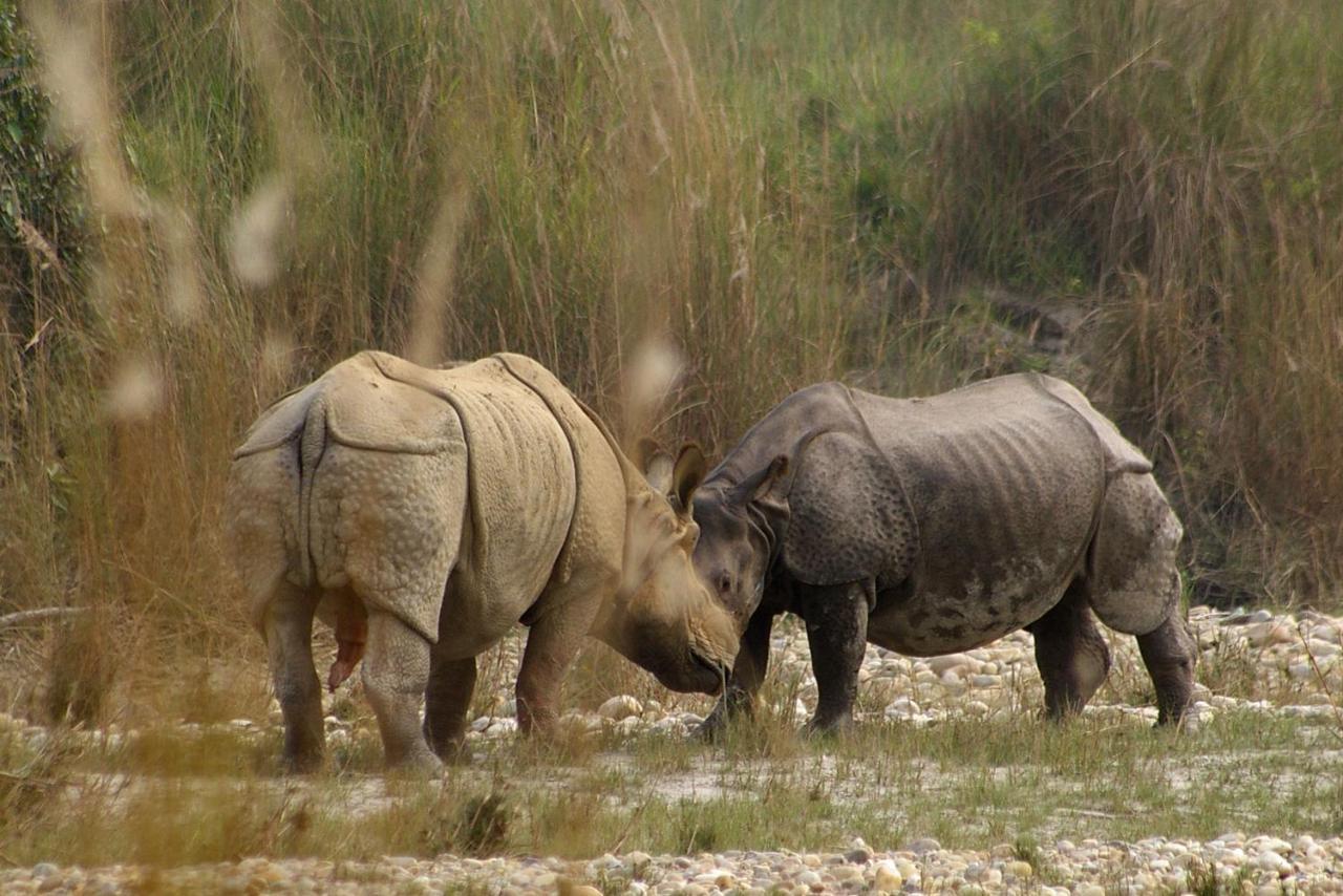 Bardia Wildlife Resort Bardiya Eksteriør billede