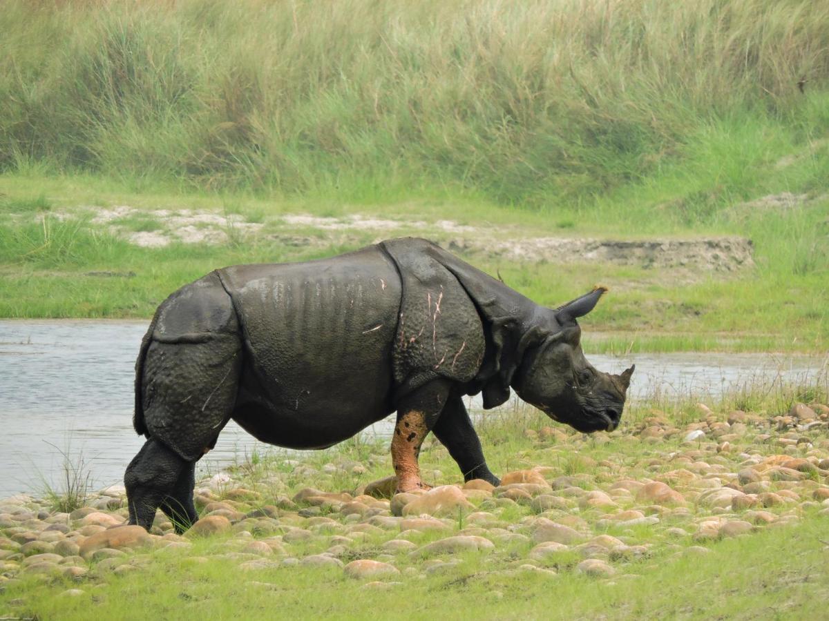 Bardia Wildlife Resort Bardiya Eksteriør billede